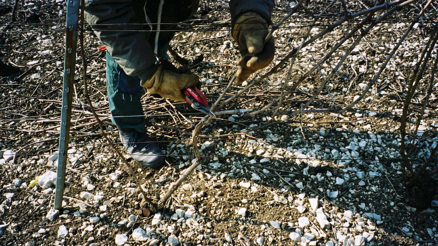 Taille de la vigne