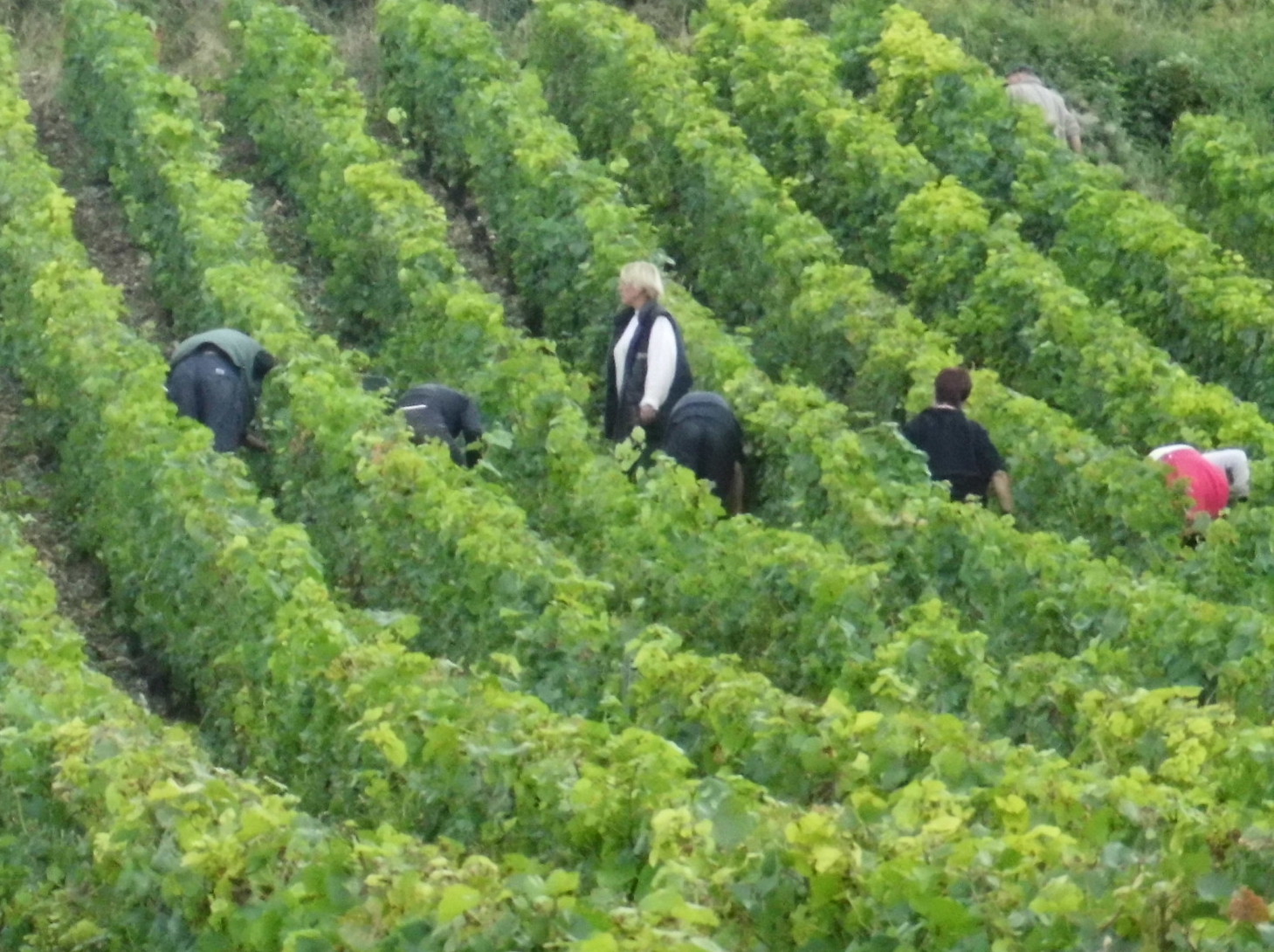 Rcoltant (travail dans la vigne)